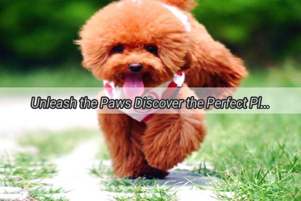 Unleash the Paws Discover the Perfect Places for Your Dog to Roam Free